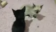 Lyan e Lara