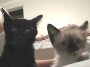 Gato raça Siamesa idade Abaixo de 2 meses nome Lyan e Lara