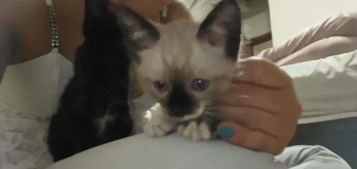 Gato ra a Sem raça definida idade Abaixo de 2 meses nome Lyan