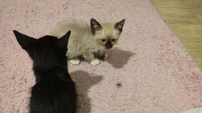 Gato ra a Sem raça definida idade Abaixo de 2 meses nome Lyan