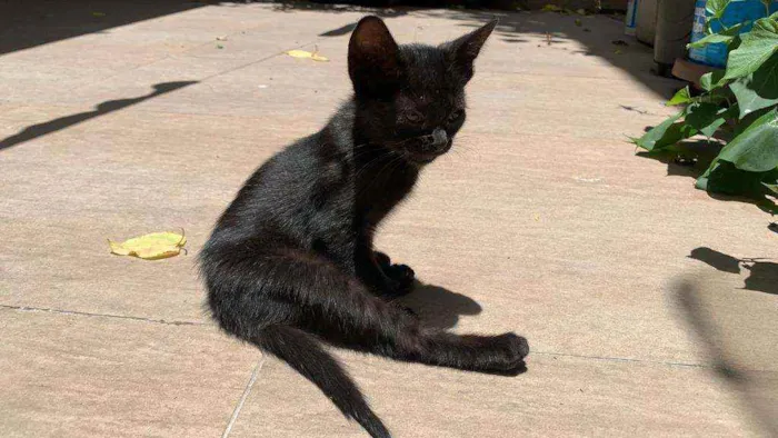 Gato ra a Sem raça definida idade 2 a 6 meses nome Lara