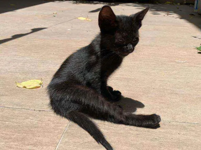 Gato ra a Sem raça definida idade 2 a 6 meses nome Lara