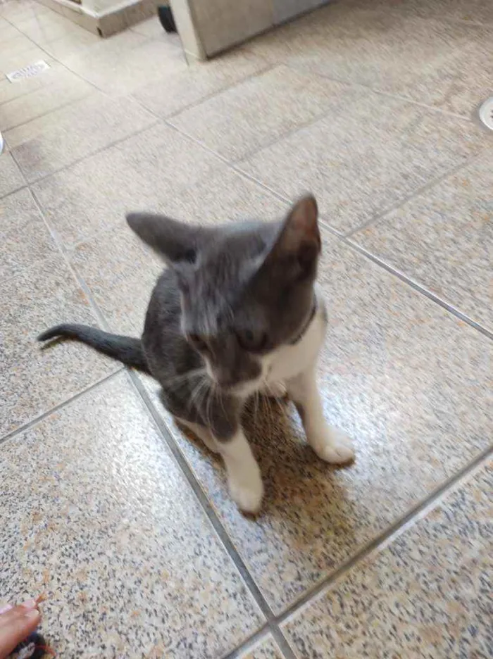 Gato raça  idade 2 a 6 meses nome Amora