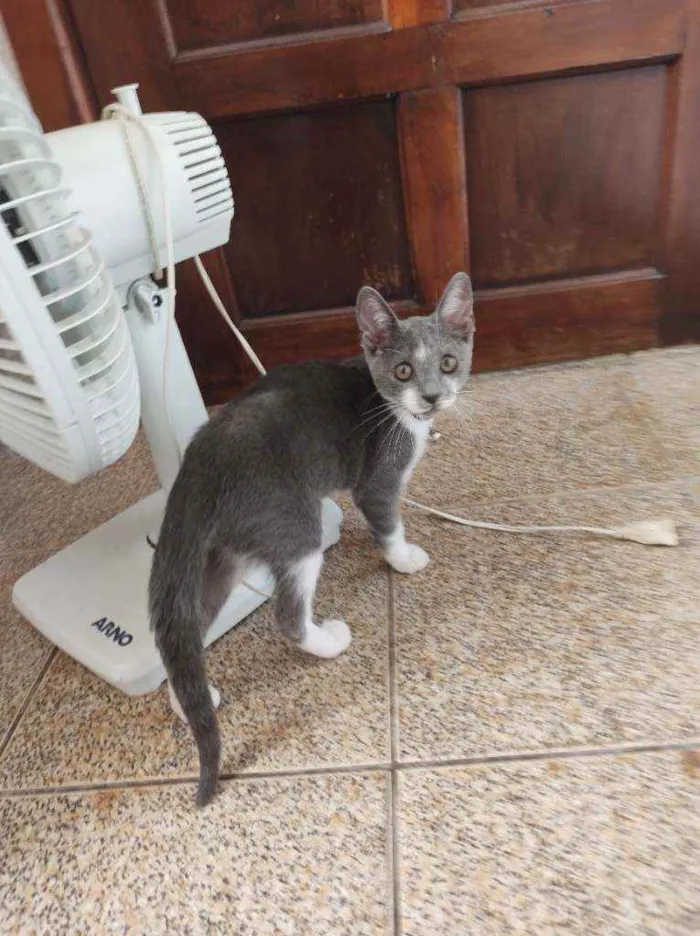 Gato raça  idade 2 a 6 meses nome Amora