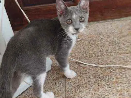 Gato raça  idade 2 a 6 meses nome Amora