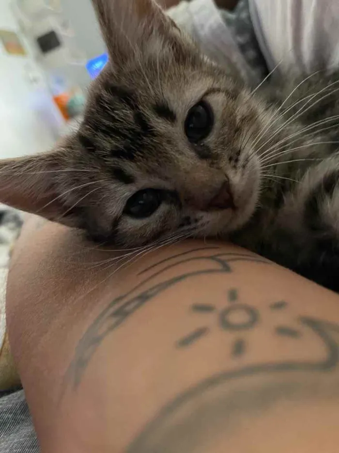 Gato ra a Sem raca definida idade Abaixo de 2 meses nome Maui