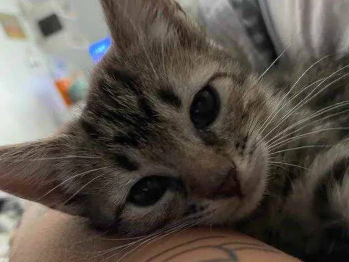 Gato ra a Sem raca definida idade Abaixo de 2 meses nome Maui