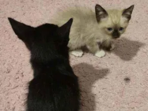 Gato raça Sem raça definida idade Abaixo de 2 meses nome Lyan