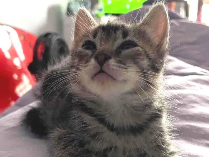 Gato ra a Sem raca definida idade Abaixo de 2 meses nome Maui