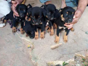 Cachorro raça  idade Abaixo de 2 meses nome Cão 