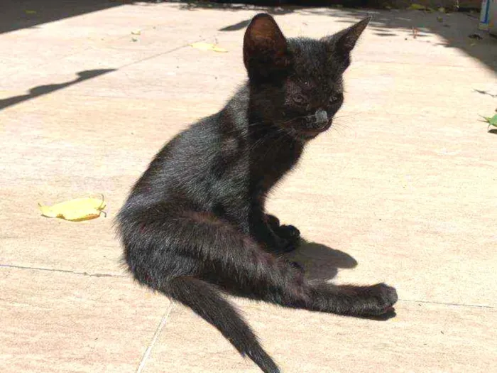 Gato ra a Sem raça definida idade 2 a 6 meses nome Lara