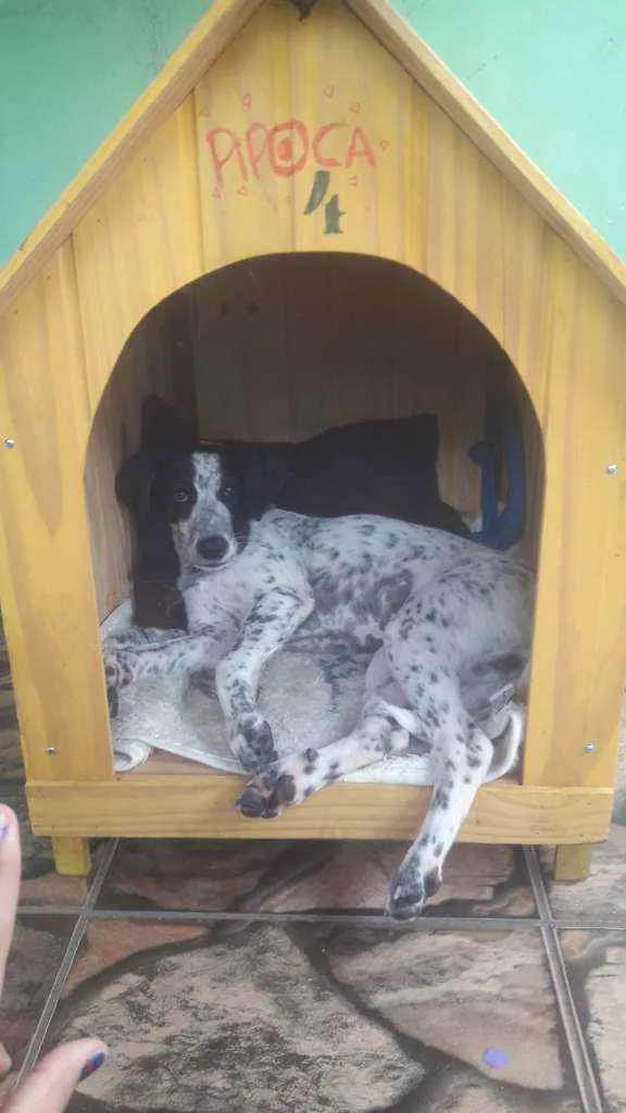 Cachorro ra a Vira lata idade 2 a 6 meses nome Pipoca 