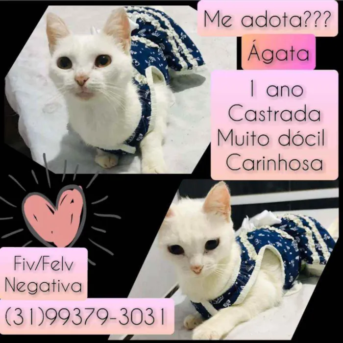 Gato raça SRD idade 1 ano nome Ágata 