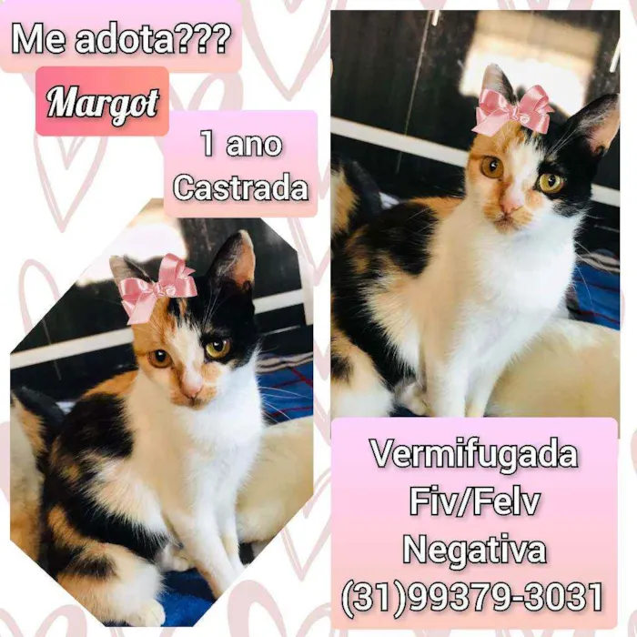 Gato raça SRD idade 1 ano nome Margot 