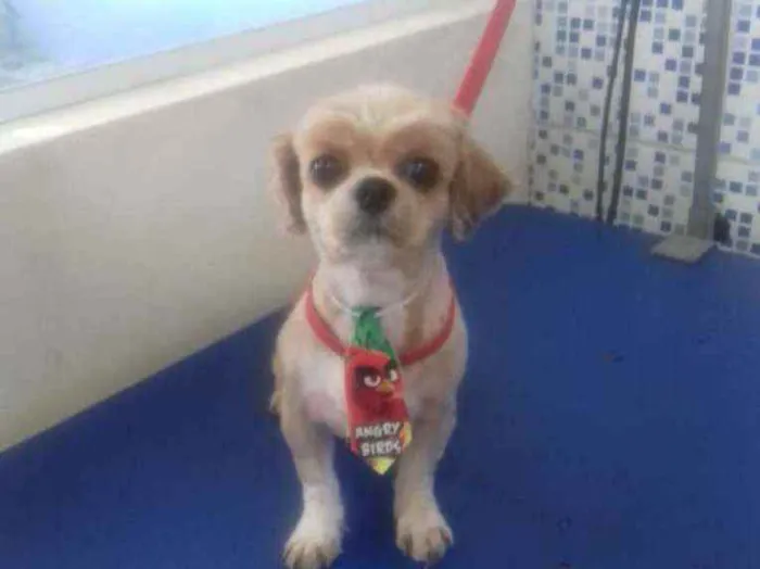 Cachorro ra a Shitzu idade 5 anos nome Luck