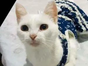Gato raça SRD idade 1 ano nome Ágata 