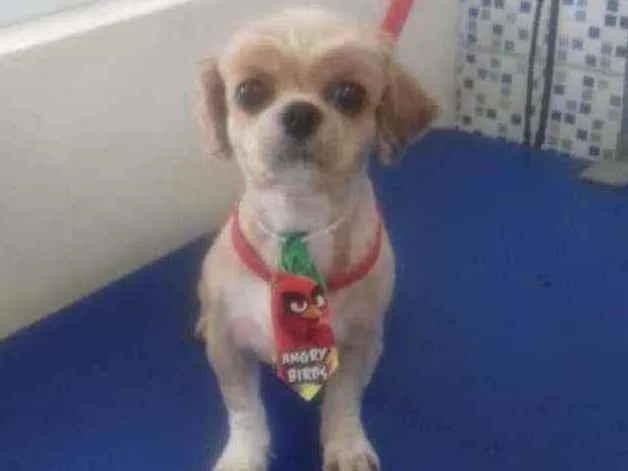Cachorro ra a Shitzu idade 5 anos nome Luck