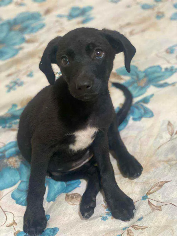 Cachorro ra a Srd idade Abaixo de 2 meses nome Filhote de 50 dias