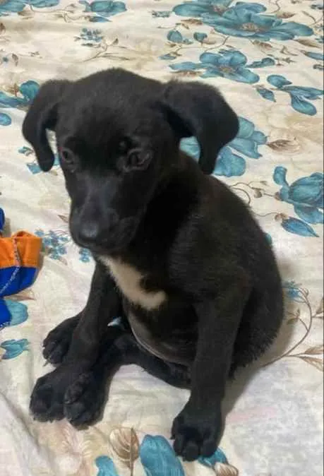 Cachorro ra a Srd idade Abaixo de 2 meses nome Filhote de 50 dias