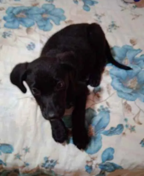 Cachorro ra a Srd idade Abaixo de 2 meses nome Filhote de 50 dias