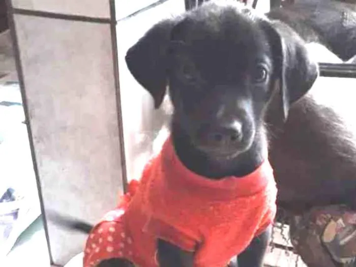 Cachorro ra a SRD idade 2 a 6 meses nome Filhotes 2 meses 