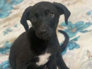 Cachorro raça Srd idade Abaixo de 2 meses nome Filhote de 50 dias
