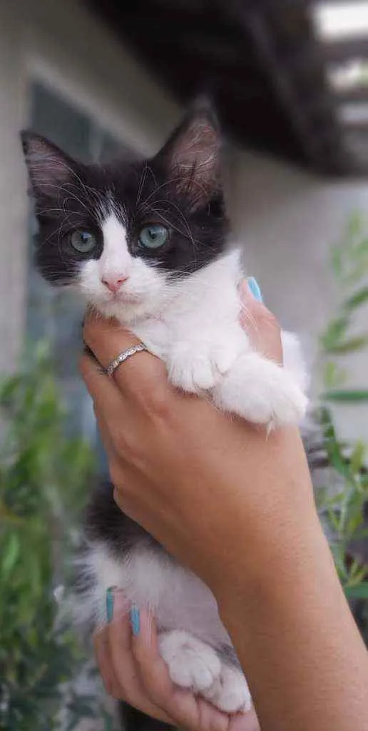 Gato ra a Srd idade 2 a 6 meses nome Lola