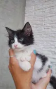 Lola