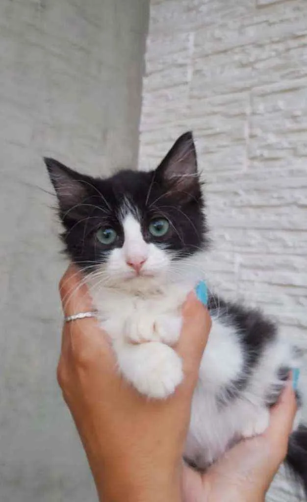 Gato ra a Srd idade 2 a 6 meses nome Lola