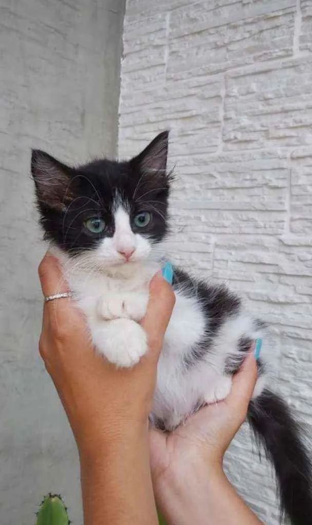 Gato ra a Srd idade 2 a 6 meses nome Lola