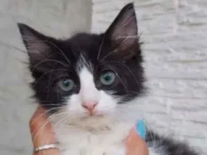 Gato raça Srd idade 2 a 6 meses nome Lola