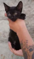 Maju