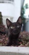Maju