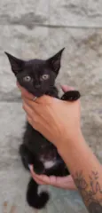 Maju