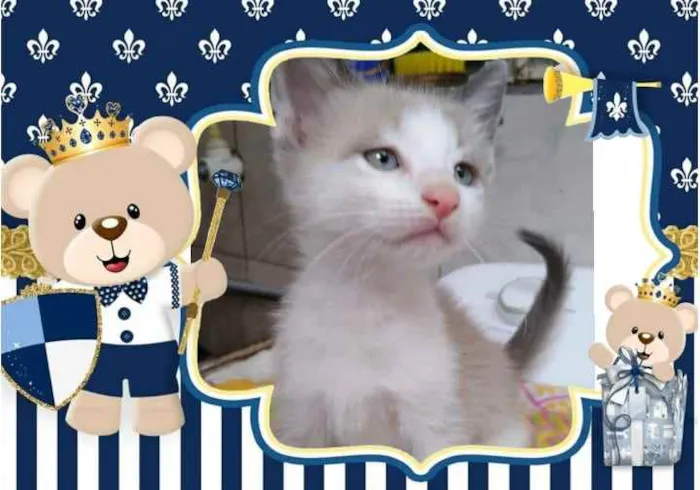 Gato ra a Srd idade Abaixo de 2 meses nome Milk