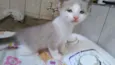 Milk