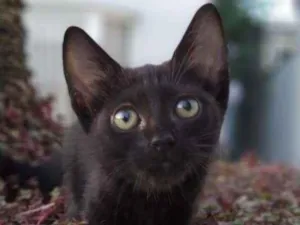 Gato raça Srd idade 2 a 6 meses nome Maju
