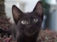 Maju