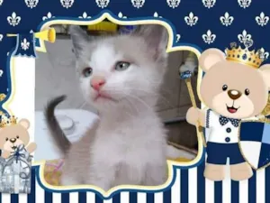 Gato raça Srd idade Abaixo de 2 meses nome Milk
