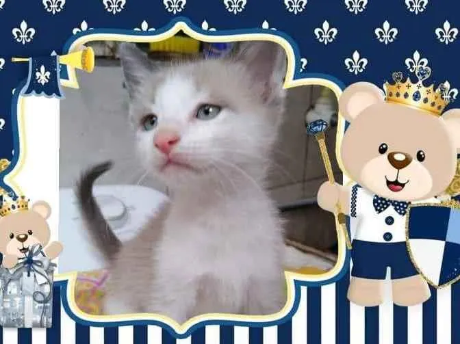 Gato ra a Srd idade Abaixo de 2 meses nome Milk