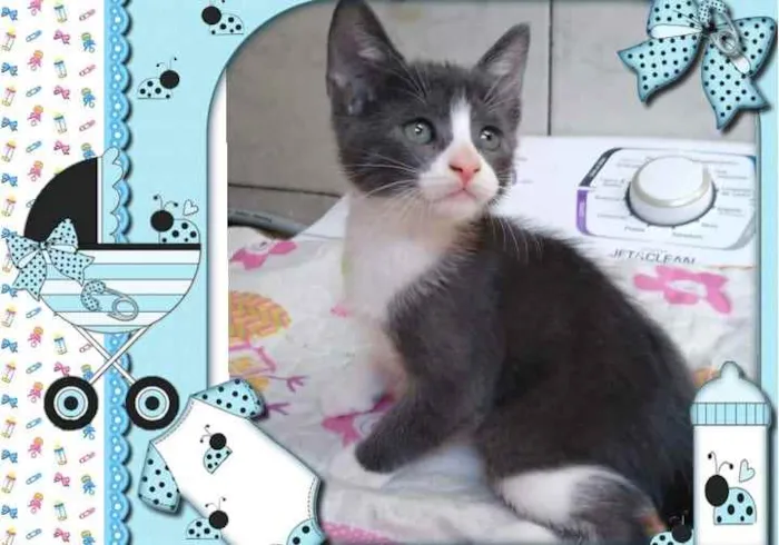 Gato ra a Srd idade Abaixo de 2 meses nome Jerry