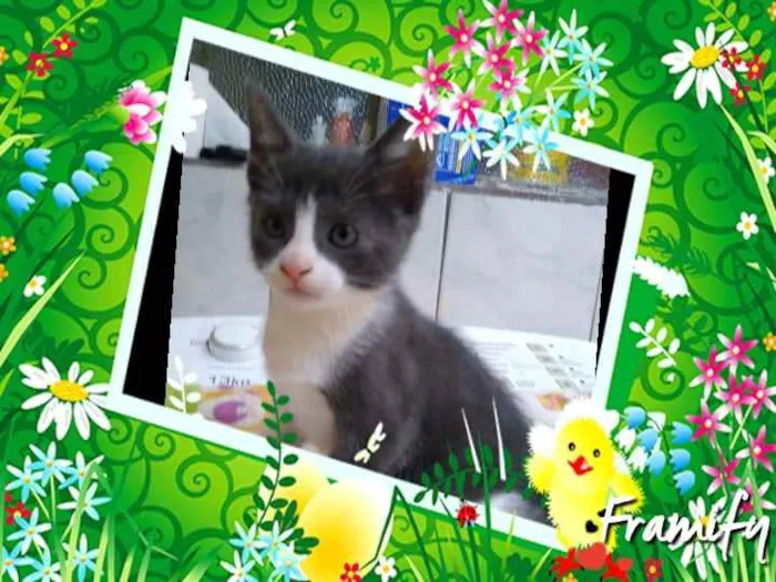 Gato ra a Srd idade Abaixo de 2 meses nome Jerry