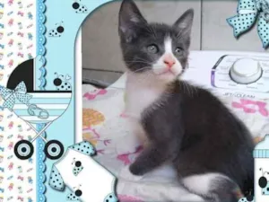 Gato raça Srd idade Abaixo de 2 meses nome Jerry