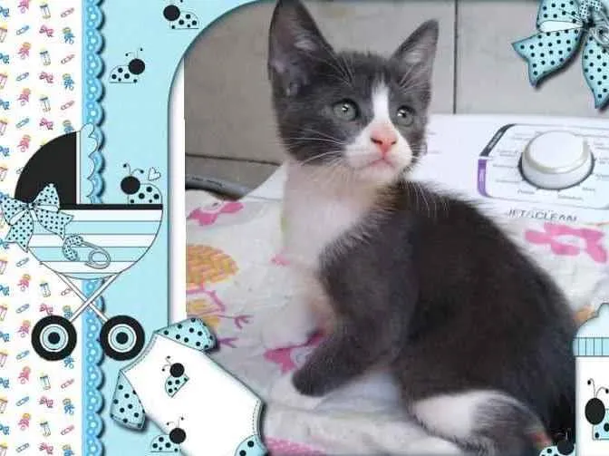Gato ra a Srd idade Abaixo de 2 meses nome Jerry