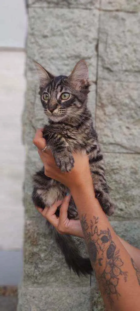 Gato ra a Srd idade 2 a 6 meses nome Abu