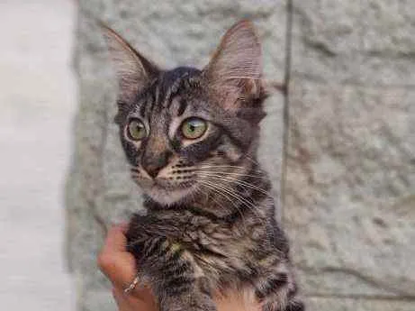 Gato ra a Srd idade 2 a 6 meses nome Abu