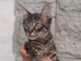 Abu