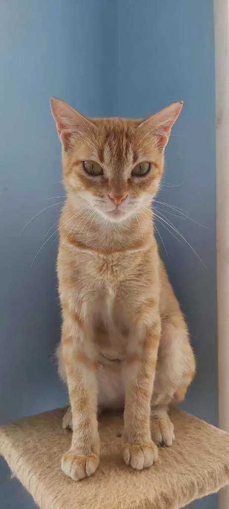 Gato ra a Srd idade 7 a 11 meses nome Angel