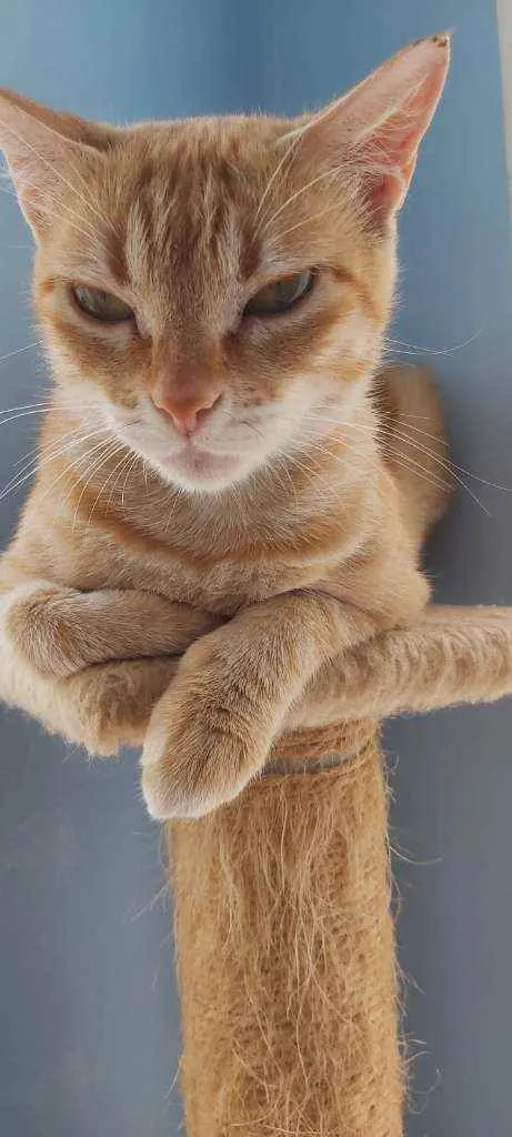 Gato ra a Srd idade 7 a 11 meses nome Angel
