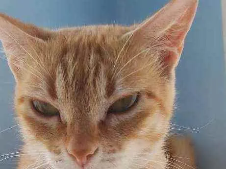 Gato ra a Srd idade 7 a 11 meses nome Angel